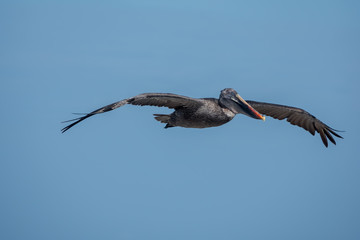 Brown pelican flying over the cliffs of Plaza Sur Island, Galapagos Islands, Ecuador