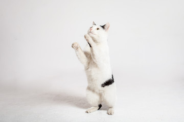 The cat stands on its hind legs and looks up. Yellow cat eyes. Funny cat on a white background.