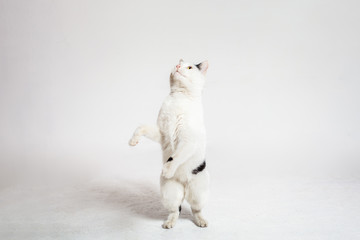 The cat stands on its hind legs and looks up. Yellow cat eyes. Funny cat on a white background.