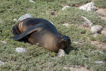 Sea lion resting on succulent fields, Plaza Sur Island, Galapagos Islands, Ecuador