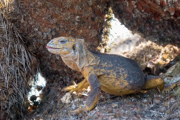 Land iguanas on Plaza Sur Island, Galapagos Islands, Ecuador