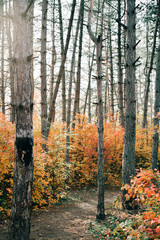 beautiful pine forest with colorful foliage on trees in autumn