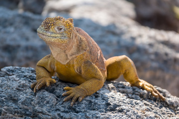 Land iguanas on Plaza Sur Island, Galapagos Islands, Ecuador