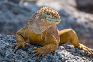 Fototapeta premium Land iguanas on Plaza Sur Island, Galapagos Islands, Ecuador