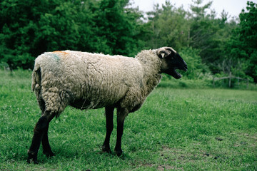 Shropshire ewe in green sheep farm field.