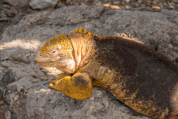 Land iguanas on Plaza Sur Island, Galapagos Islands, Ecuador
