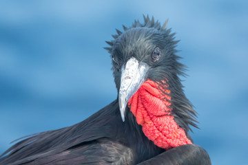 Closeup of a male frigate bird, Santa Fe Island, Galapagos Islands, Ecuador