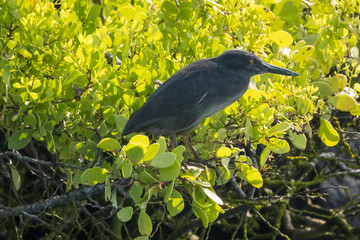 Lava heron, Santa Fe Island, Galapagos Islands, Ecuador