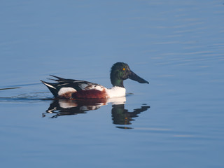 Northern Shoveler with Reflection Swimming in Blue Water