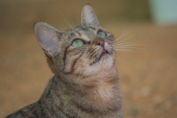 gray cat face in profile