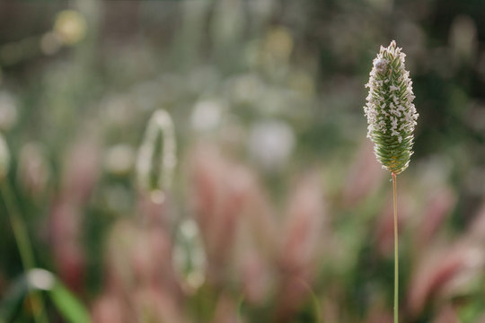 Phleum Pratense. Timothy Grass close up in bloom