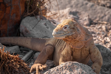 Land iguana on a beach rock, Santa Fe Island, Galapagos Islands, Ecuador
