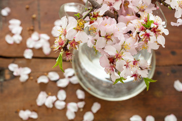 Almond blossoms on blur background, closeup view
