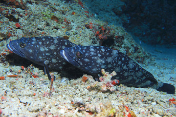 Whitespotted grouper fish