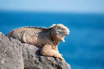 Land iguana on a beach rock, Santa Fe Island, Galapagos Islands, Ecuador