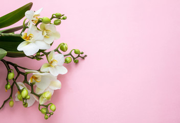 Plakat Springtime, easter. White color orchids on pink background, top view, copy space