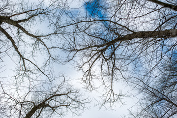treetop and sky