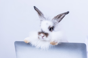 Portrait images of cute fluffy white rabbit with brown fur Climb on the notebook's lid, On white background, concept to pet and animal concept.