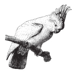 Major Mitchell's cockatoo (Lophochroa leadbeateri) / vintage illustration from Brockhaus Konversations-Lexikon 1908 © Hein Nouwens