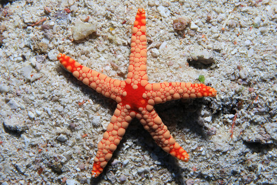 Noduled sea star
