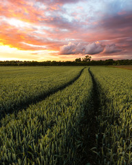 Fiery sunset over field of crops, rural agriculture in England. Farming tractor trails © James