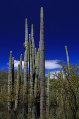 Tehuacan-Cuicatlan Biosphere Reserve. Puebla State. Mexico.