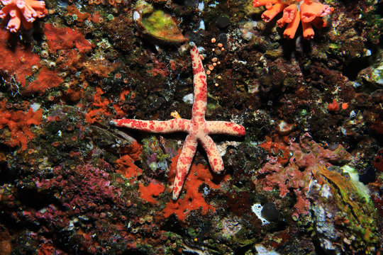 Spotted linckia sea star