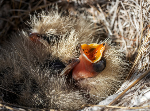 Crested lark (Galerida cristata (Linnaeus, 1758)) young chicks in the nest