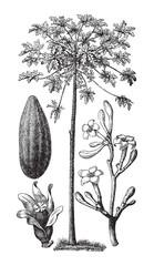 Papaya (Carica papaya) / vintage illustration from Brockhaus Konversations-Lexikon 1908