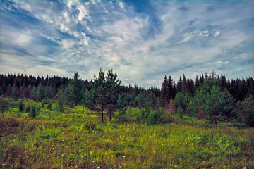 Summer meadow landscape with tall blooming wild herbs on a background of forest and blue sky.