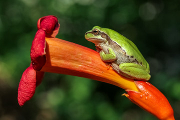 frog on leaf