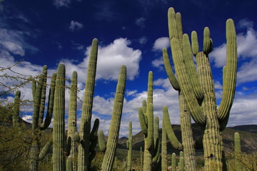 Tehuacan-Cuicatlan Biosphere Reserve. Puebla State. Mexico.