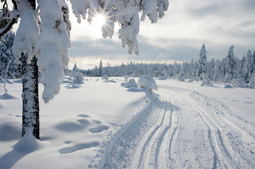 Skitracks in winter wonderland