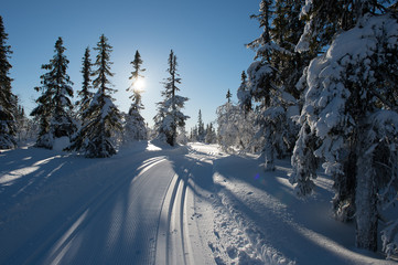 Obraz premium winter wonderland