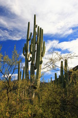 Tehuacan-Cuicatlan Biosphere Reserve - cacti, trees, volcanoes.  Puebla State. Mexico