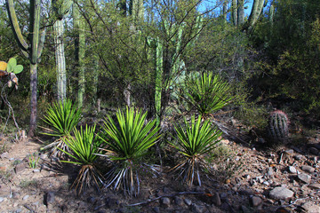 Tehuacan-Cuicatlan Biosphere Reserve - cacti, trees, volcanoes.  Puebla State. Mexico