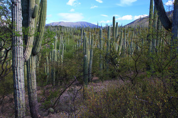 Tehuacan-Cuicatlan Biosphere Reserve - cacti, trees, volcanoes.  Puebla State. Mexico