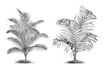 Chamaedorea concolor and Areca Baueri palm tree / vintage illustration from Brockhaus Konversations-Lexikon 1908 © Hein Nouwens