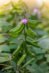 Green hyacinth bean (Seim) is flowering at Savar, Dhaka, Bangladesh.