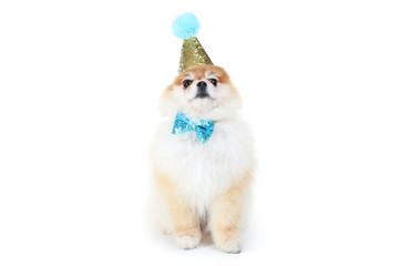 Pomeranian dog with bow tie and birthday cap isolated on white background