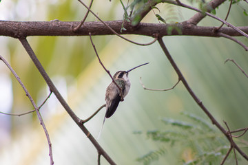 bird on branch