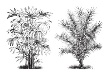 Rhapis flabelliformis and Phoenix canariensis palm tree / vintage illustration from Brockhaus Konversations-Lexikon 1908