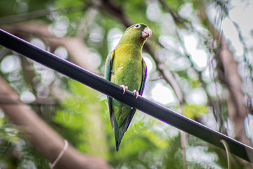 bird on a branch