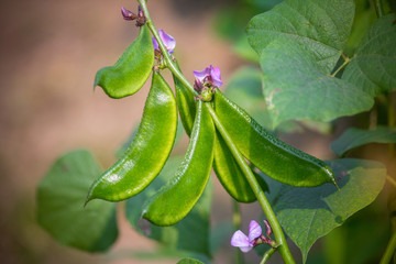 Hyacinth bean is commonly known as seim in Bangladesh.