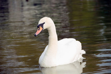 Fototapeta premium A swan is resting on the water. White swan on the river. An elegant white swan floats on the lake. swan on the water in spring day.