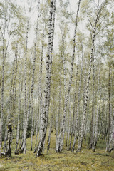 Birch trees in forest