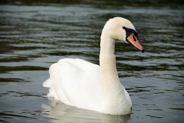 A white swan is on the river. An elegant white swan floats on the lake.