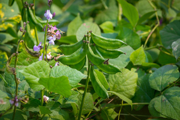 Hyacinth bean is commonly known as seim in Bangladesh.