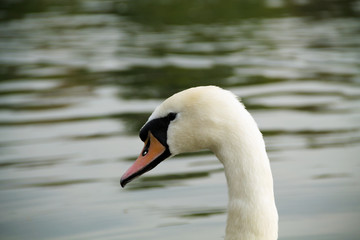 Obraz premium Head of white swan. Beautiful white swan on the lake. swan on the water in spring day.