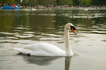 Obraz premium An elegant white swan floats on the lake. beautiful swan on the river. swan on the water in spring day.